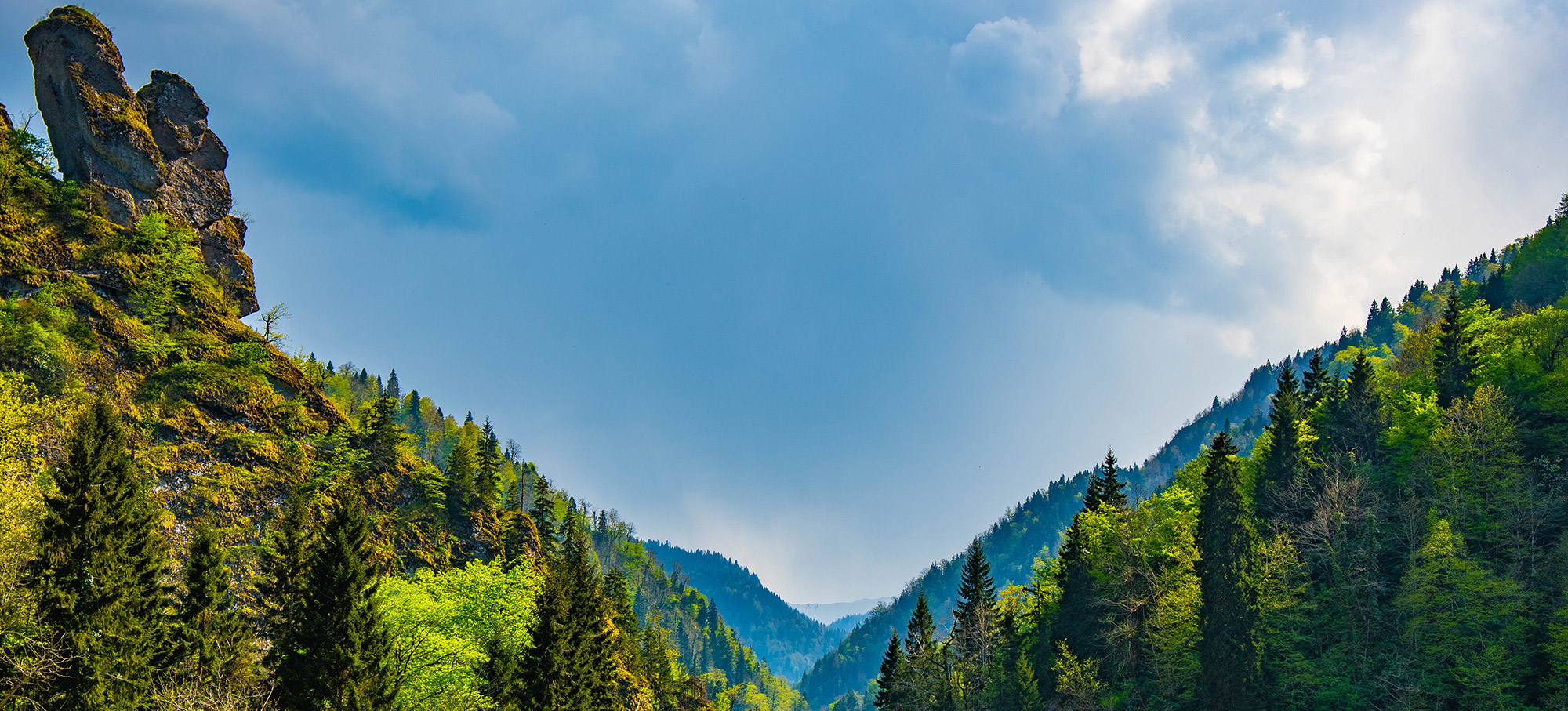 Why Trees Matter: A First Nations