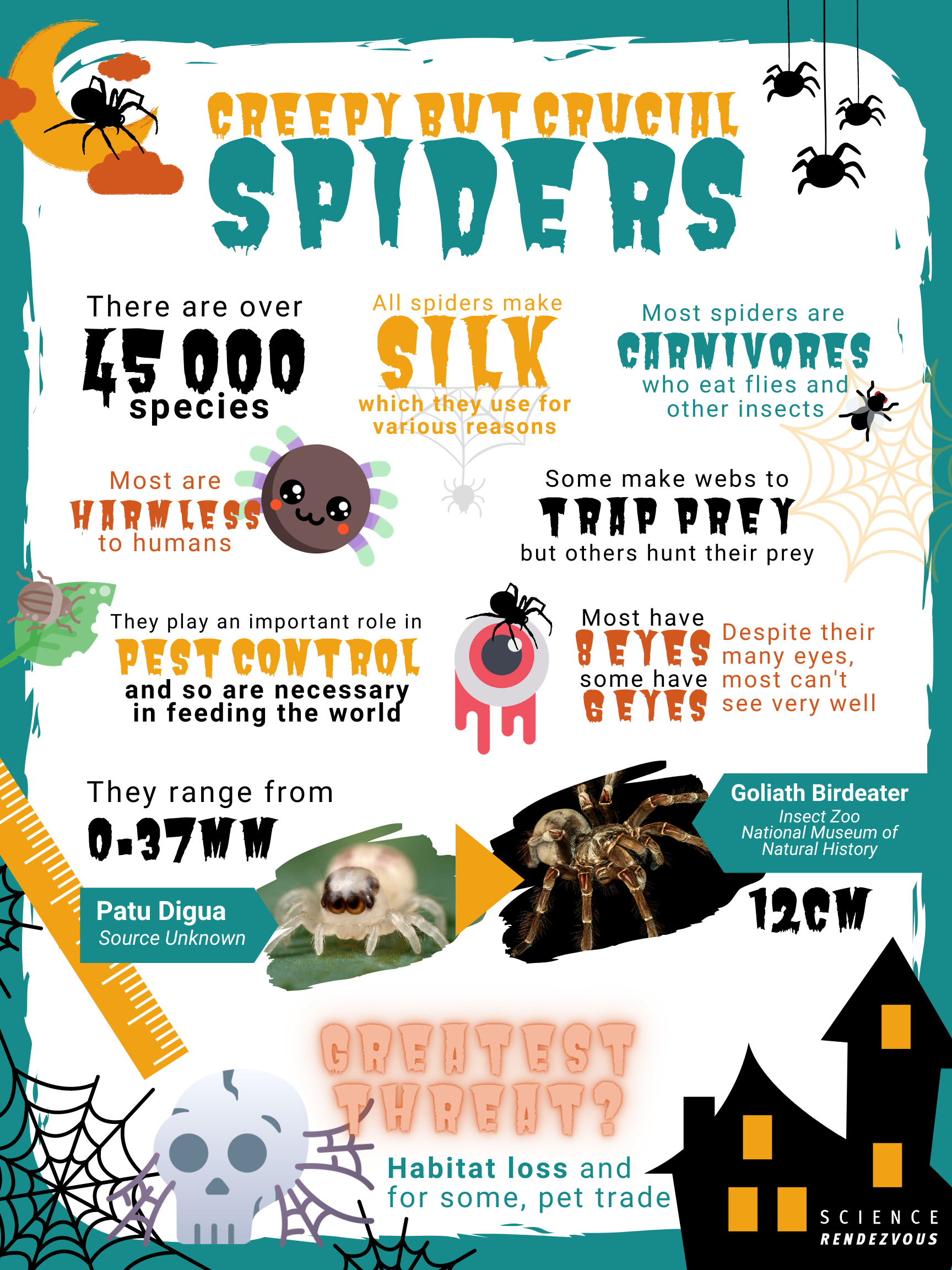 Interesting Facts About Spider Webs!