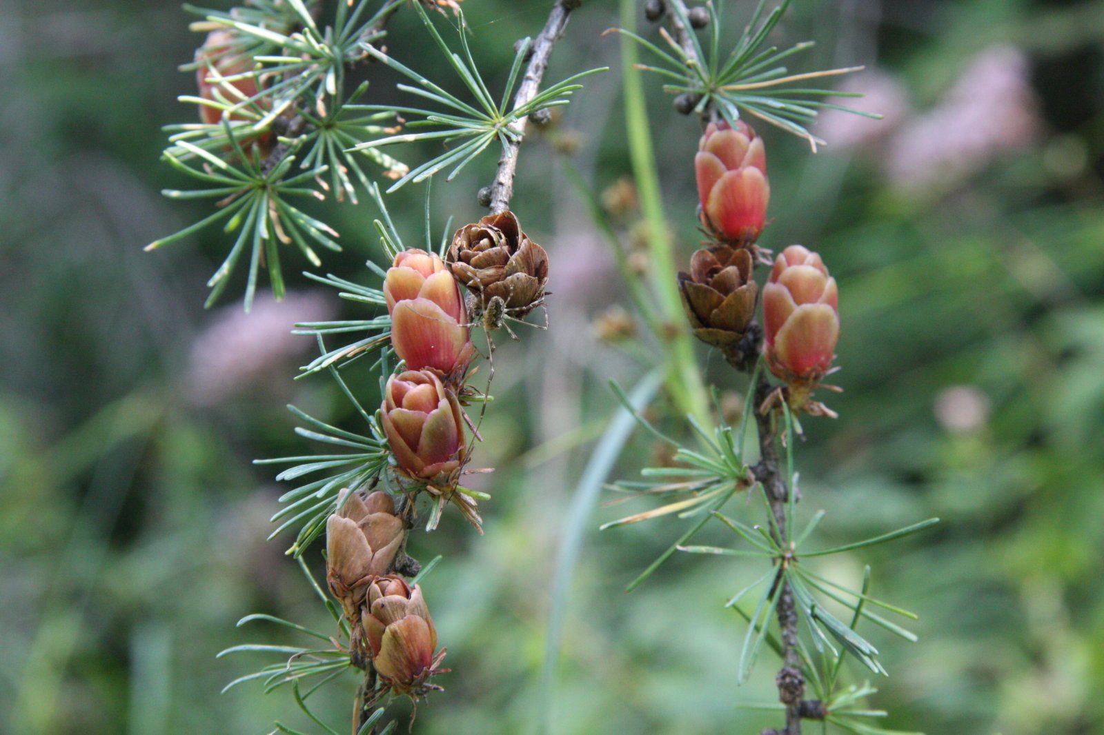 Red and light brown cones on a tamarack branch