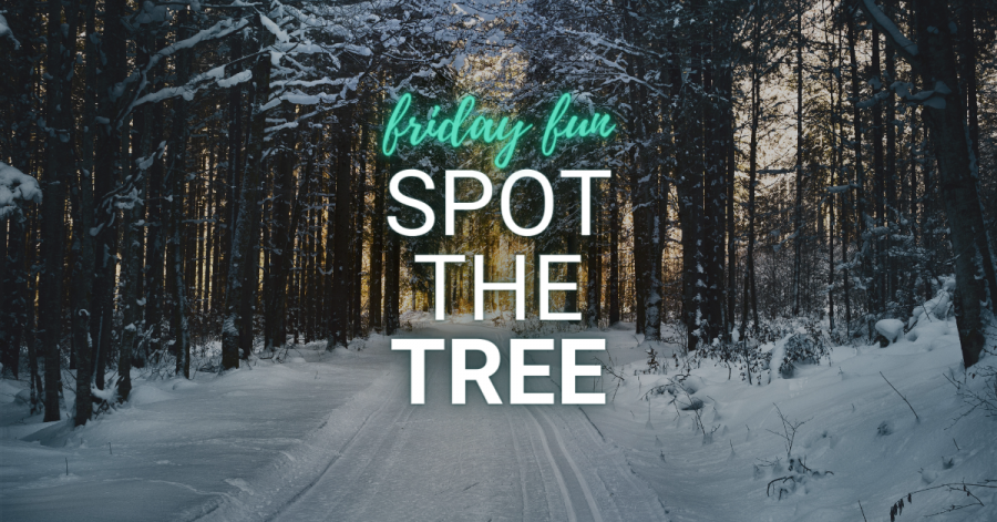 Friday Fun: Spot the Tree