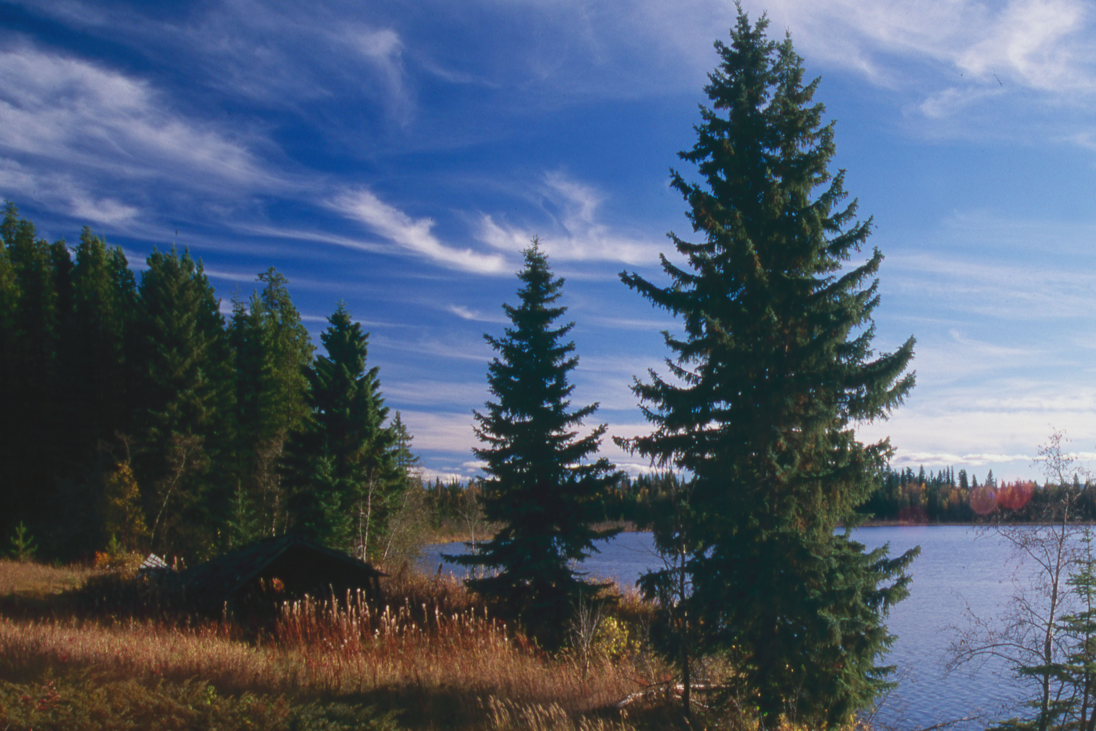 Black spruce