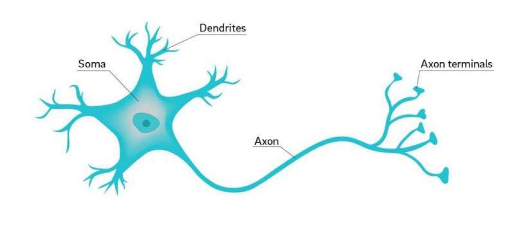 Science Rendezvous » Pipe Cleaner Neurons: Exploring the Structure of  Nervous System Cells