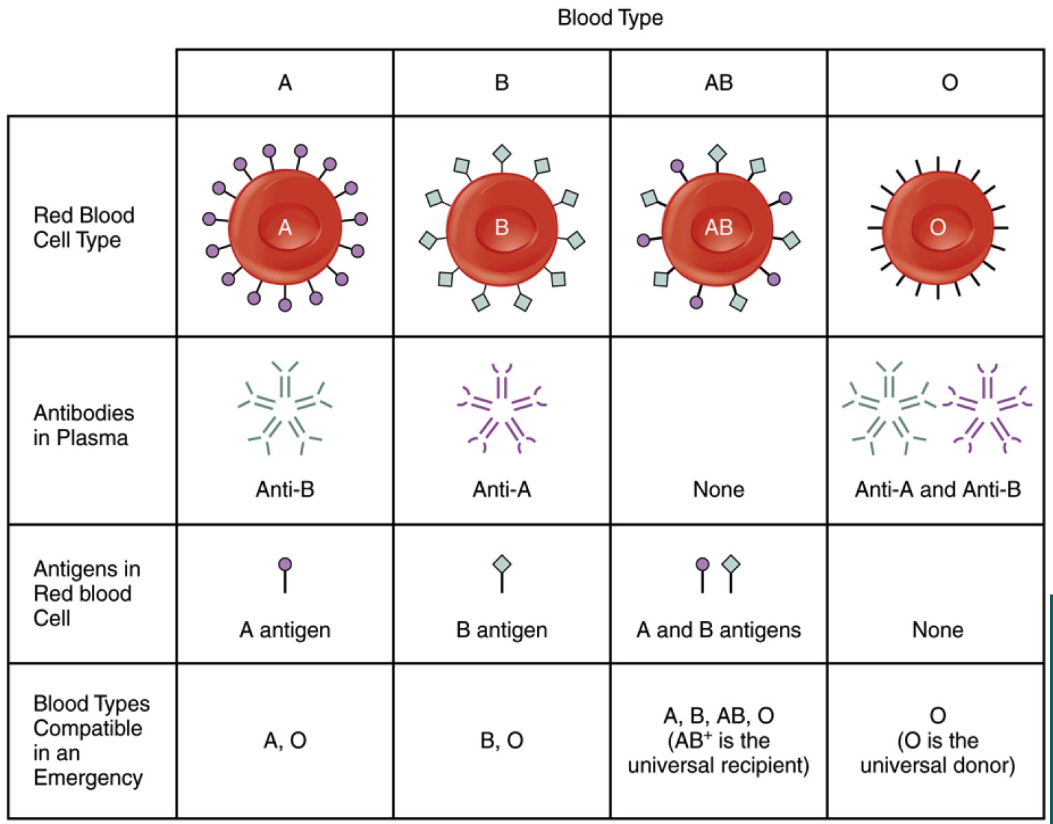 Science Rendezvous » Blood Typing Exploring the Human Blood Systems